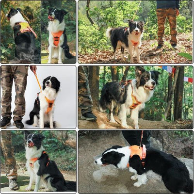 PetFlex Pro | Arnés Perro con Correa Retráctil