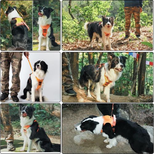 PetFlex Pro | Arnés Perro con Correa Retráctil